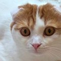 くつろいでいた猫→よく見たら、『下』に……「声出たｗｗ」「顔がジワジワく…