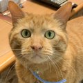 廊下で倒れているお父さんを発見した猫が、次の瞬間…『家族の命を救っ…
