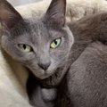 娘が5匹の猫たちと『お留守番』→1日の様子を撮影した結果…『思わぬ瞬…