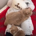 『羨ましい…』飼い主さんの身体の上に大集合する猫さんたちが尊い♡