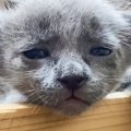 ブサカワだった猫『どんな感じで成長するのかな』と思ったら…まさかの…