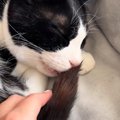 猫がチューチューと吸っていた『しっぽ』→引っ張り出してみると…想像…