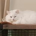 『新入りの保護猫』がやってきた翌朝、先住猫が…飼い主さん驚愕の『予想外…