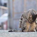 猫が体を舐める5つの意味