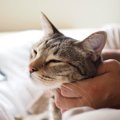 猫が『ずっと離れたくない』と思う人の共通点3つ