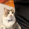 手をあげて『猫の名前を呼んだ』次の瞬間……あまりにも尊い『甘え方』…
