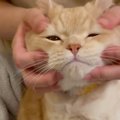 猫の顔を『なでなで』してたら…可愛すぎる表情の変化がたまらないと4…