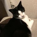 猫と『意思疎通』するために飼い主がやるべきこと３つ