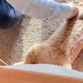 パパと浮気していたところを目撃されて……猫がママに見せた『まさかの…