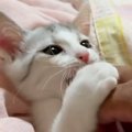 元気いっぱいな保護子猫→お腹を『こちょこちょ』して遊んでみると…『…