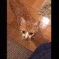 返事は頭突き！ちょっと変わったアピールをする猫さんが可愛いと話題…