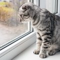 猫が梅雨にかかりやすい皮膚病と3つの対策