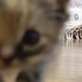 保護3日目の『赤ちゃん猫たち』→カメラを構えていると…「可愛すぎて泣…