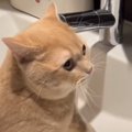 猫ちゃんを大事に大事に育てたら、『水の飲み方』が…上品なしぐさが可愛い…