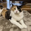 猫におすすめの暖房アイテム３選！これで寒さ対策はばっちり♡