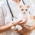 猫を『動物病院に連れていくべき』3つのタイミング　治療以外にも定期…