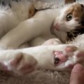 猫ちゃんのかわいい肉球を狙う怪しい何か…？！