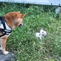 柴犬との散歩中、『2匹の捨てられた赤ちゃん猫』と出会った結果…涙あふれ…