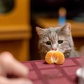 猫にとって危険な『みかん中毒』3つの症状　有害となる理由や誤飲した…