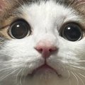 キラキラとした瞳の猫→表情が変わると…同じ猫とは思えない『驚きの変貌ぶ…