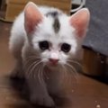 飼い主を『ロックオン』した子猫→ゆっくり近づいてきて…キュンとくる光景…