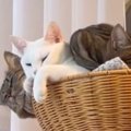 飼い主のたった一言で『熟睡していたはずの猫たち』が……直後の『驚きのリ…