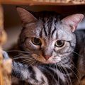猫に恐怖を覚えさせてしまう『ダメな叱り方』3選　信頼関係にキズがつ…