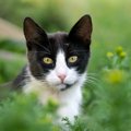 猫がムカデに刺された！主な症状と適切な対処法