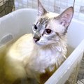 お風呂大嫌いな猫を『薬草風呂』に入れてみたら…まさかすぎる光景が123万…