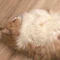 赤ちゃんをあやすパパのすぐそばで……かまってほしい猫が見せた『健気な行…