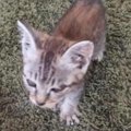 人生初の子猫が変えた運命…10匹の保護猫と歩む幸せな日々