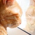 窓辺が大好きな猫たちのために『お昼寝台』をDIYした結果…素敵な&quot…