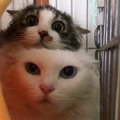 心を開かなかった『保護された姉妹猫』→優しい先住猫に任せてみた結果…