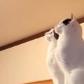 キッチンに現れた『G』→猫がやっつけてくれると思ったら…まさかの結末…
