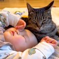 高熱で寝込む赤ちゃん→２匹のネコが心配して…泣けるほど尊い『看病す…
