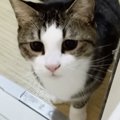 お父さんが『お風呂』に入ると、猫たちが次々にやってきて…思わず笑ってし…