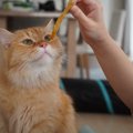 猫の飼い主がやりがちな『おやつ』にまつわるトラブル4選　正しくあげ…