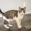『かぎしっぽの猫』はなぜ縁起がいい？そう言われる理由や、猫のしっ…