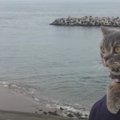 おっかなびっくり、海でお散歩する猫ちゃんが可愛い！