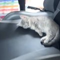 トイレから帰ってきたら、子猫がイスの上で…『全然仕事ができなくなる…