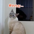 猫語でお話し！猫ちゃんと飼い主さんの会話