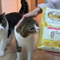 おいしくて見つめ合っちゃう？新しいフードを食べる猫さんたち！