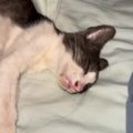 『野犬5頭に食べられかけられていた子猫』を救出→病院に連れて行くと余命…