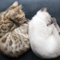 猫が『寒がっている』時の仕草4つ！おすすめの防寒策は？