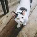 愛猫がずっとあとを付いてくる…猫に見られる「後追い」、考えられる4…