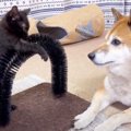 警戒心の強い黒猫が『柴犬に見せた』行動…まさかの瞬間が可愛すぎると…