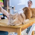 カタールから連れ帰った19匹の猫と「猫カフェ」を開業準備中の姉妹　…