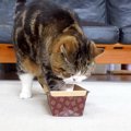 ３匹のネコの前に『パウンドケーキの型』を用意した結果→同時に見せた…