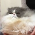 グルーミング嫌い『毛がヨレヨレの猫』をプロが洗った結果…まさかの反…