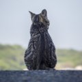 猫は孤独を好む生き物なのか